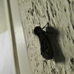 Acrolophus popeanella
