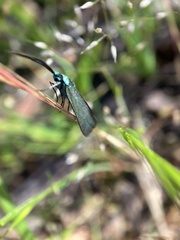 Pollanisus viridipulverulenta