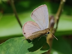 Luthrodes pandava
