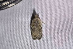 Phaeosaces compsotypa