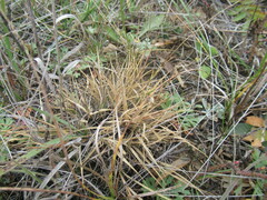 Cleistogenes squarrosa