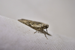 Phaeosaces compsotypa