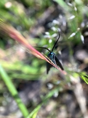 Pollanisus viridipulverulenta