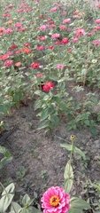 Zinnia elegans