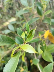 Ficus microcarpa