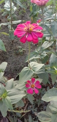 Zinnia elegans