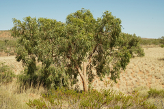 Corymbia