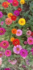 Zinnia elegans