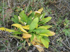 Viola gmeliniana