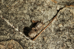 Corymbia