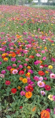 Zinnia elegans