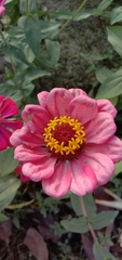 Zinnia elegans