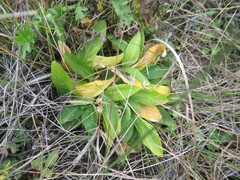 Viola gmeliniana