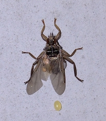 Pseudolynchia canariensis