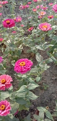 Zinnia elegans