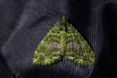 Austrocidaria similata