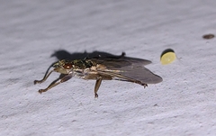 Pseudolynchia canariensis