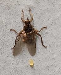 Pseudolynchia canariensis