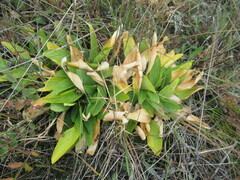 Viola gmeliniana