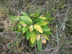 Viola gmeliniana