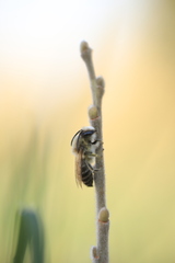 Colletes cunicularius