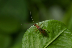 Meteorus pulchricornis