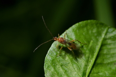 Meteorus pulchricornis