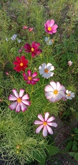 Cosmos bipinnatus