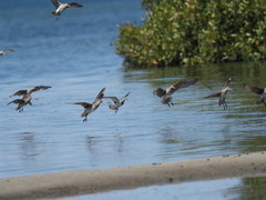 Calidris tenuirostris