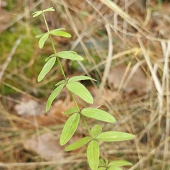 Cruciata glabra