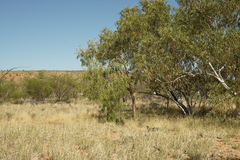 Corymbia
