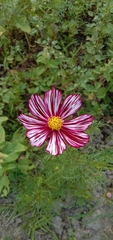 Cosmos bipinnatus