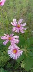 Cosmos bipinnatus