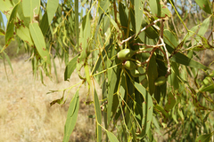 Corymbia