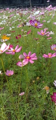 Cosmos bipinnatus
