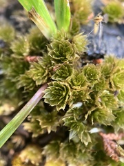 Rosulabryum