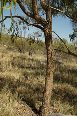 Corymbia