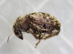 Araecerus