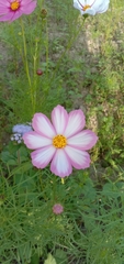 Cosmos bipinnatus