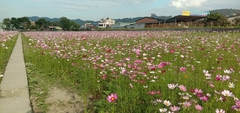 Cosmos bipinnatus