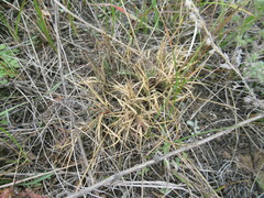 Cleistogenes squarrosa