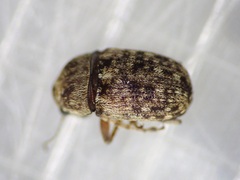 Araecerus