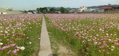 Cosmos bipinnatus