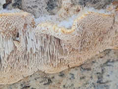 Trametes trogii