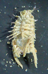 Paracerceis sculpta