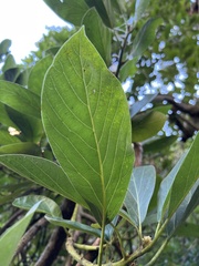 Persea americana