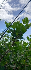 Sideroxylon inerme inerme