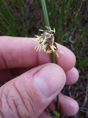 Schoenoplectus decipiens