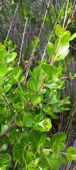 Sideroxylon inerme inerme