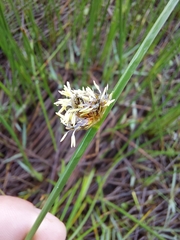 Schoenoplectus decipiens